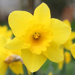 Narciso de trombeta amarelo